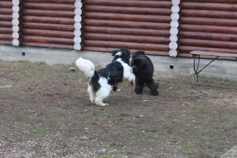 Фото: ньюфаундленд Искушение Моей Души (Iskushenie Moey Dushi), ньюфаундленд Терра Виктория Богемная Львица