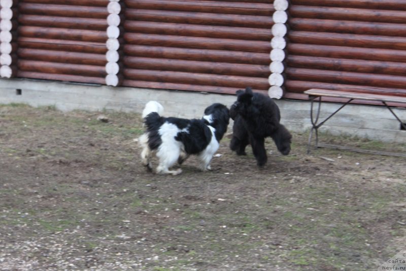 Фото: ньюфаундленд Искушение Моей Души (Iskushenie Moey Dushi), ньюфаундленд Терра Виктория Богемная Львица