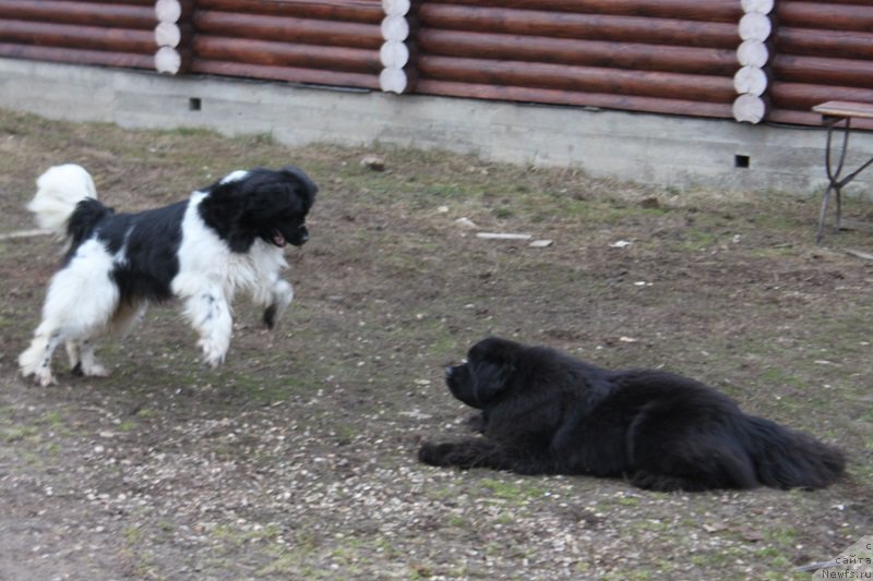 Фото: ньюфаундленд Искушение Моей Души (Iskushenie Moey Dushi), ньюфаундленд Терра Виктория Богемная Львица