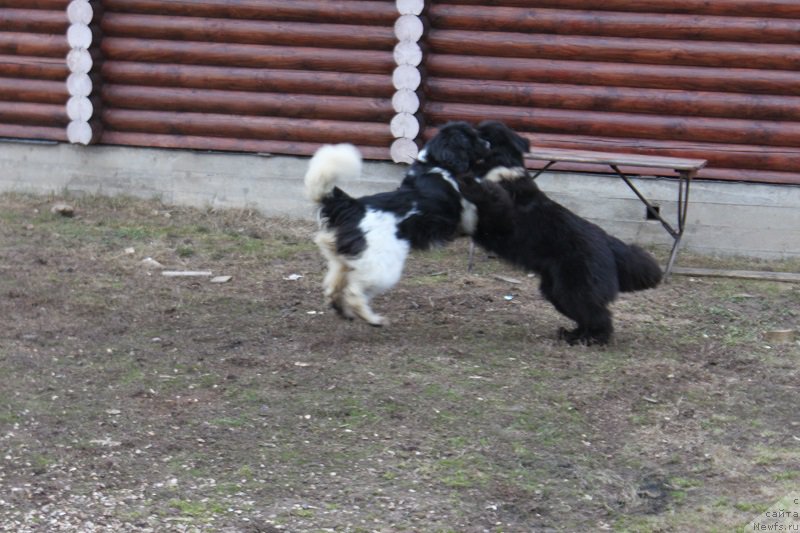 Фото: ньюфаундленд Искушение Моей Души (Iskushenie Moey Dushi), ньюфаундленд Терра Виктория Богемная Львица