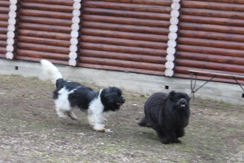Фото: ньюфаундленд Искушение Моей Души (Iskushenie Moey Dushi), ньюфаундленд Терра Виктория Богемная Львица