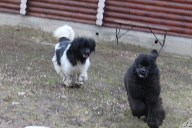 Фото: ньюфаундленд Искушение Моей Души (Iskushenie Moey Dushi), ньюфаундленд Терра Виктория Богемная Львица