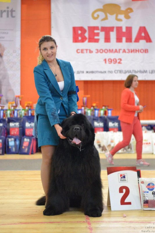 Фото: ньюфаундленд Юпитер Царь Богов от Сибирского Медведя (Yupiter Tsar Bogov ot Sibirskogo Medvedja)