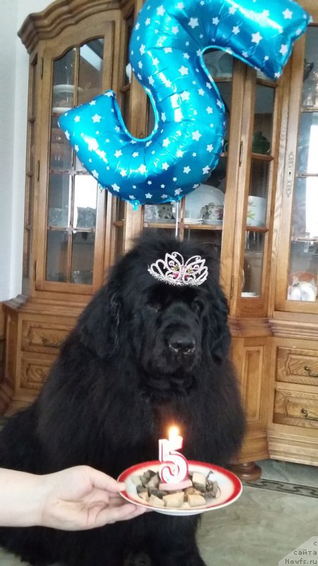 Фото: ньюфаундленд Акватория Келвин Фиона (Aquatoriya Kelvin Fiona)