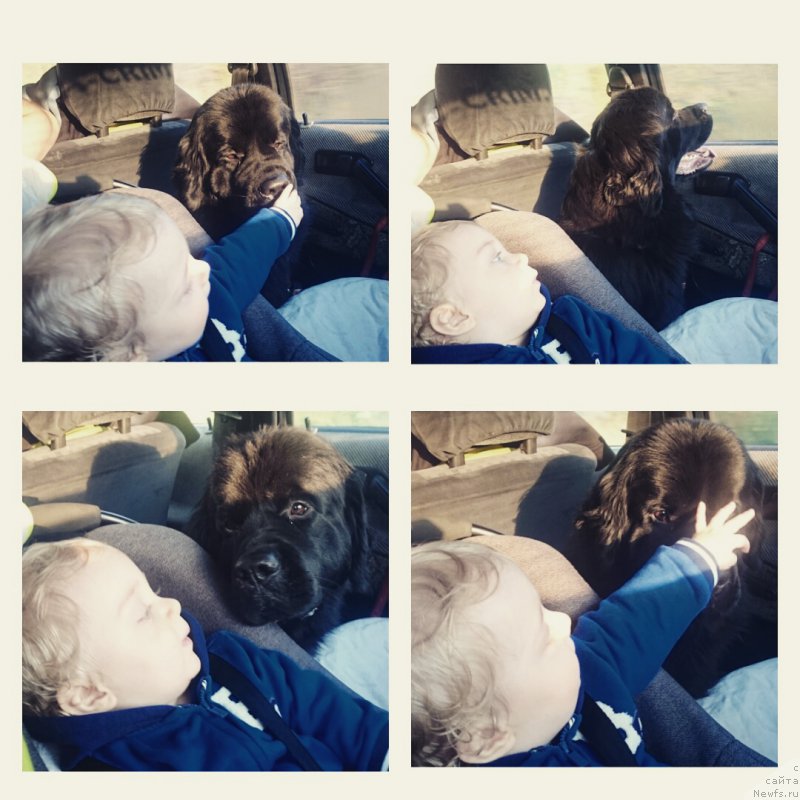 Фото: ньюфаундленд Белкондер-Клаб Бьянка Маруша (Belkonder-Club Bianca Marussia)