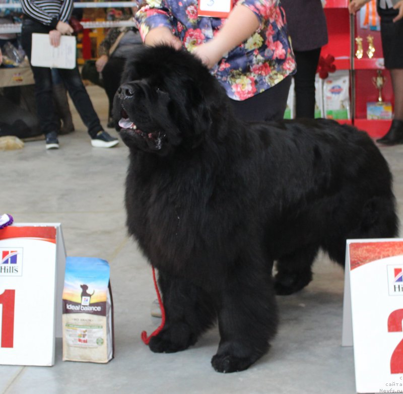 Фотография № 223764