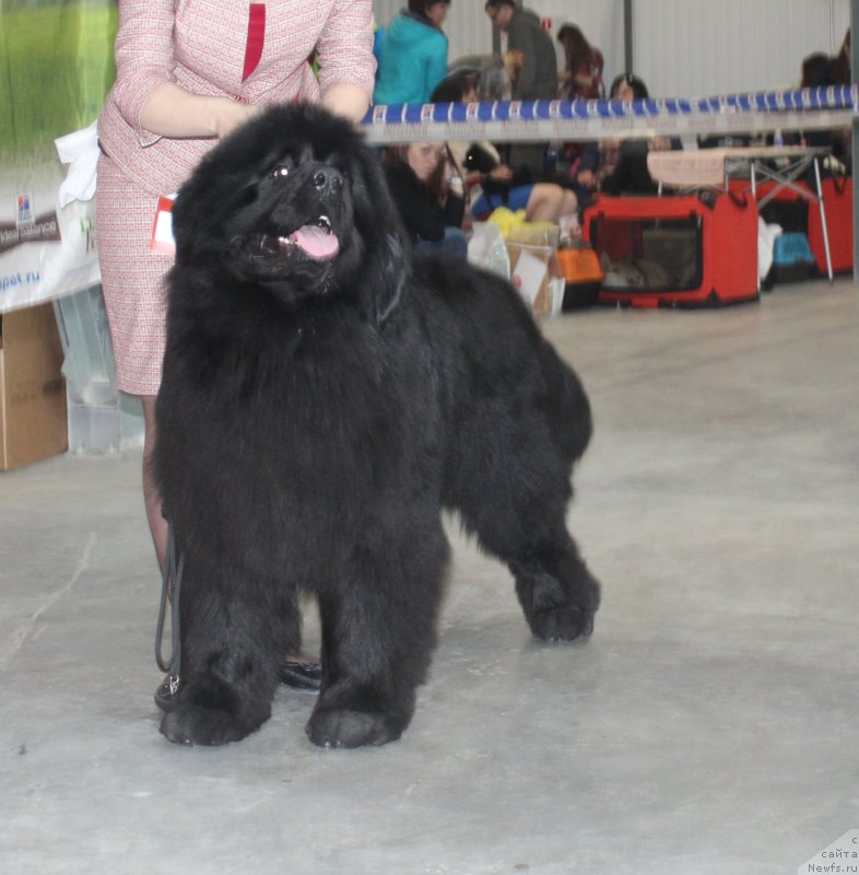 Фото: ньюфаундленд Фиаметтахауз Факт Фаворит (Fiamettahauz Fakt Favorit)