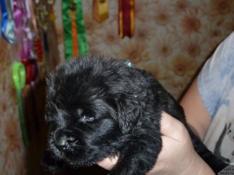 Фото: ньюфаундленд Идеал Тейст оф Виктори (Ideal Taste of Victory)