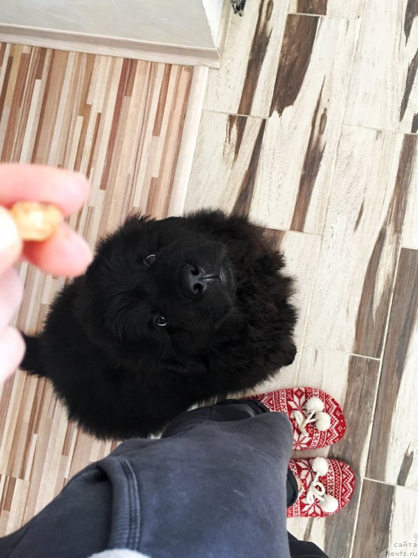 Фото: ньюфаундленд Браунблад MCК Лави Нэман (Brownblood MSK Lavy Neman)