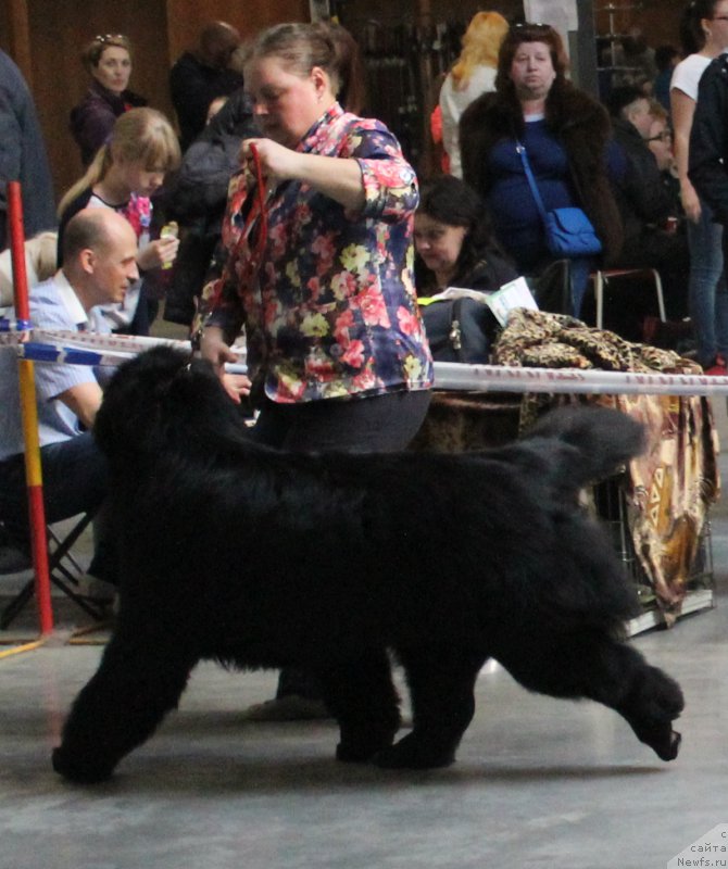 Фото: ньюфаундленд Жан-Жак с Берега Дона (Zhan-Zhak s Berega Dona)