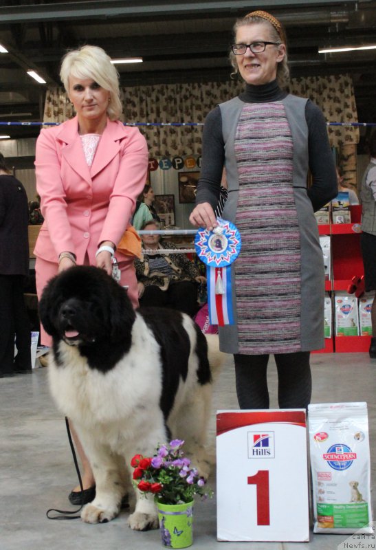 Фото: ньюфаундленд Специал Герл (Special Girl)