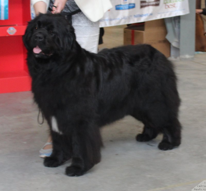 Фото: ньюфаундленд Ютландия от Сибирского Медведя (Yutlandia ot Sibirskogo Medvedja)