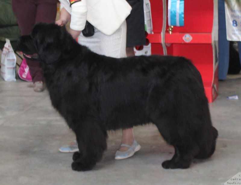 Фото: ньюфаундленд Ютландия от Сибирского Медведя (Yutlandia ot Sibirskogo Medvedja)