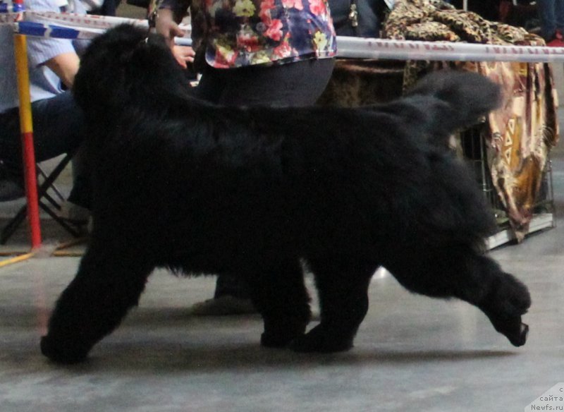 Фотография № 223782