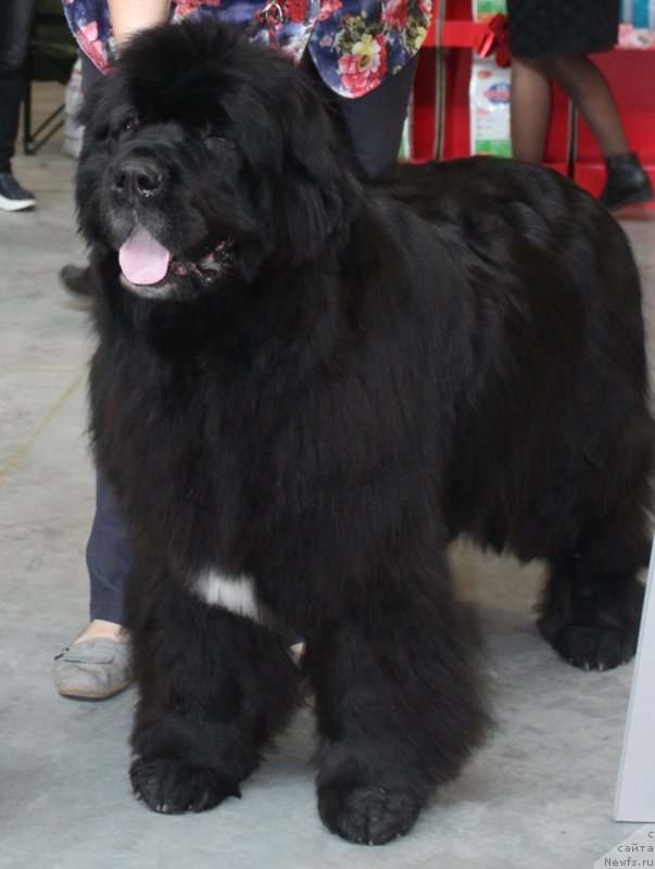 Фотография № 223783