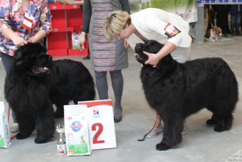 Фото: ньюфаундленд Жан-Жак с Берега Дона (Zhan-Zhak s Berega Dona), ньюфаундленд Ютландия от Сибирского Медведя (Yutlandia ot Sibirskogo Medvedja)
