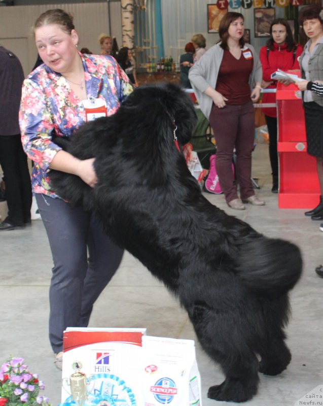Фото: ньюфаундленд Жан-Жак с Берега Дона (Zhan-Zhak s Berega Dona)