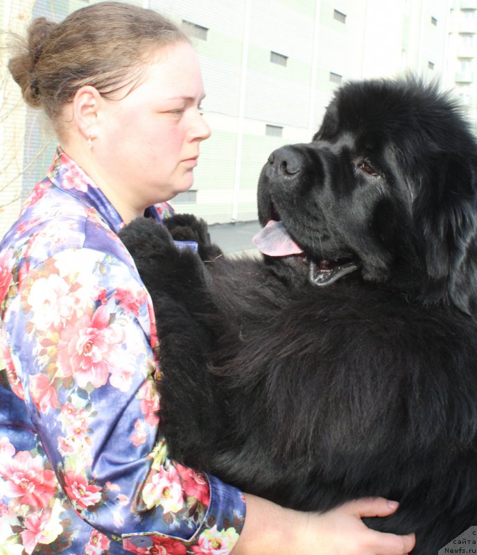 Фото: ньюфаундленд Жан-Жак с Берега Дона (Zhan-Zhak s Berega Dona)