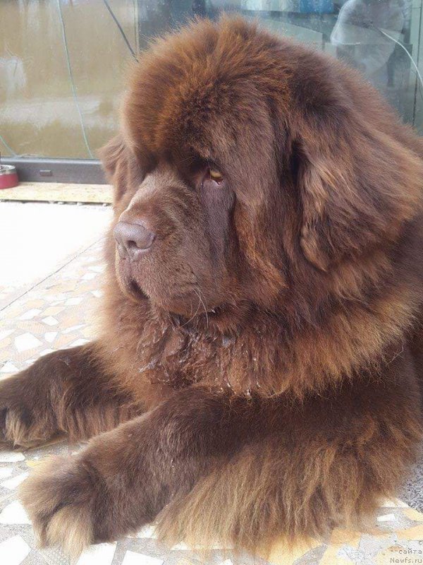 Фото: ньюфаундленд Браунблад МСК Хаиес Хаго (Brownblood MSK Hayes Hago)