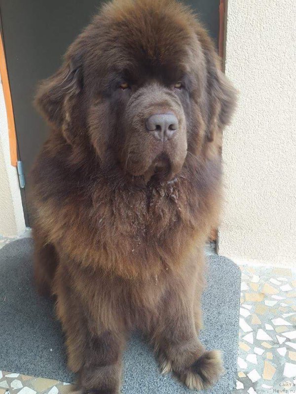 Фото: ньюфаундленд Браунблад МСК Хаиес Хаго (Brownblood MSK Hayes Hago)