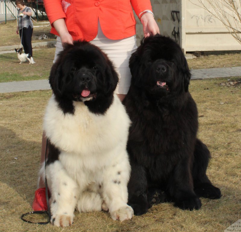 Фотография № 223803