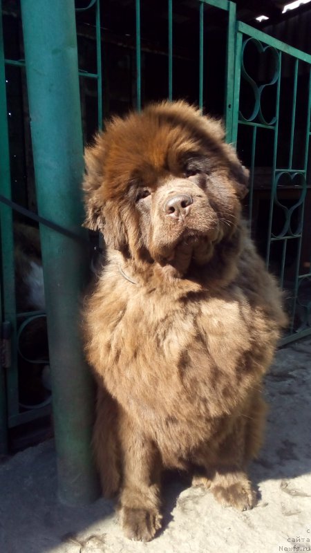 Фото: ньюфаундленд Браунблад МСК Бетани Эйс