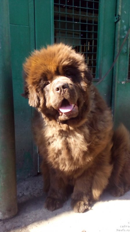 Фото: ньюфаундленд Браунблад МСК Бетани Эйс