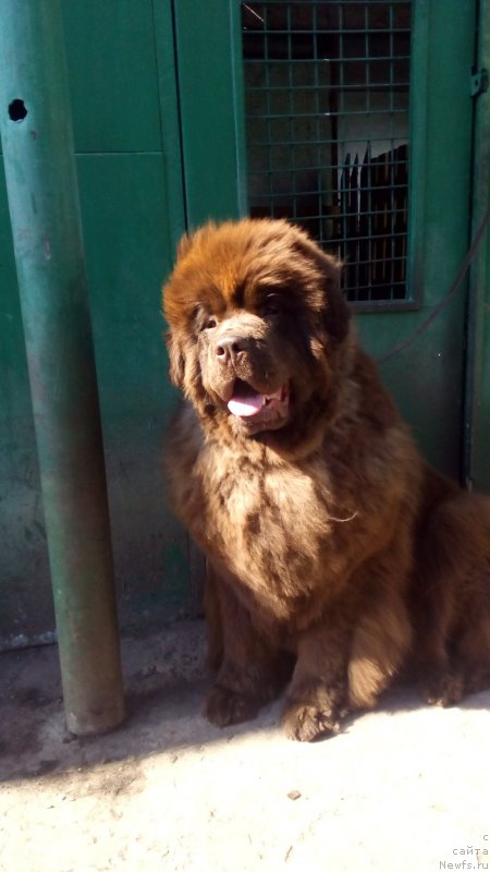 Фото: ньюфаундленд Браунблад МСК Бетани Эйс