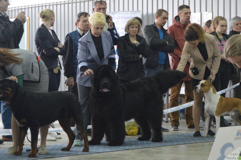 Фото: ньюфаундленд Черный Балу Ипполит Денович