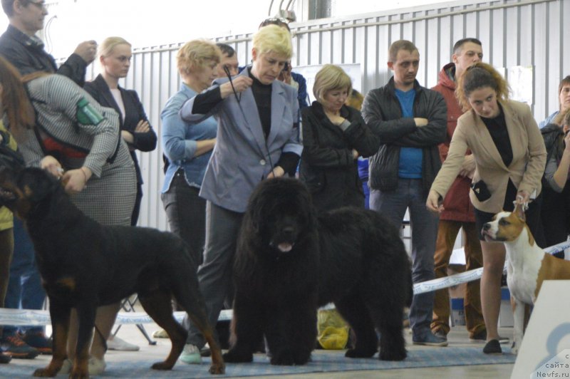 Фото: ньюфаундленд Черный Балу Ипполит Денович