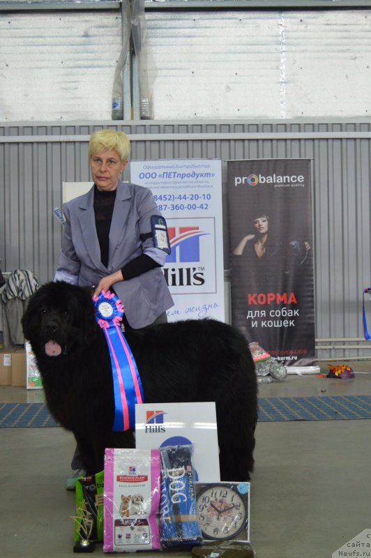 Фото: ньюфаундленд Черный Балу Ипполит Денович, Татьяна Чернявская