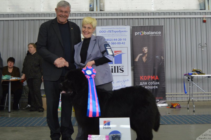 Фото: ньюфаундленд Черный Балу Ипполит Денович, Татьяна Чернявская, судья Шиян В.