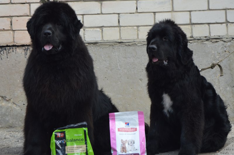 Фото: ньюфаундленд Черный Балу Ипполит Денович, ньюфаундленд Черный Балу Лорд-Канцлер (Cherniy Balu Lord-Kantsler)