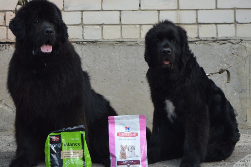 Фотография № 223818