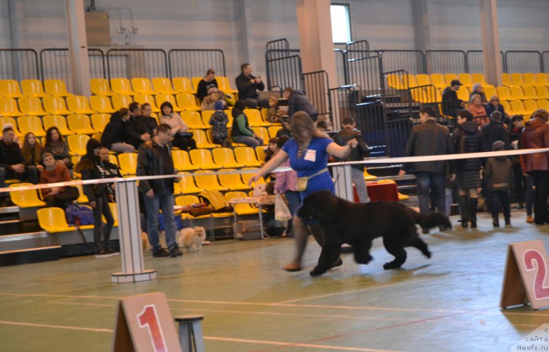 Фото: ньюфаундленд Ньюфорт Император