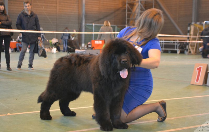 Фото: ньюфаундленд Ньюфорт Император