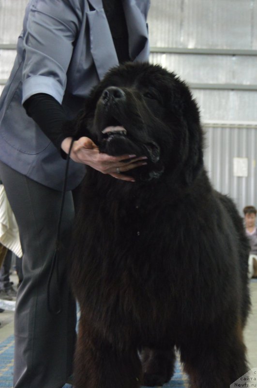 Фото: ньюфаундленд Черный Балу Ипполит Денович