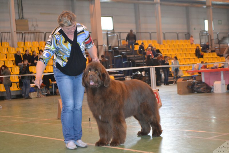 Фото: ньюфаундленд Фанньюф Авалон (Funnewf Avalon)