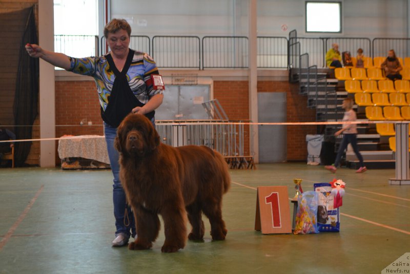 Фото: ньюфаундленд Фанньюф Авалон (Funnewf Avalon)