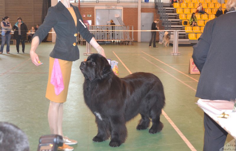 Фото: ньюфаундленд Sandbears Franco