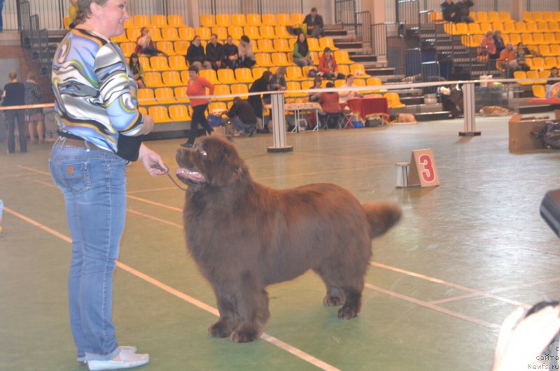 Фото: ньюфаундленд Ньюфорт Воздушный Поцелуй (Njufort Vozdushny Potseluy)