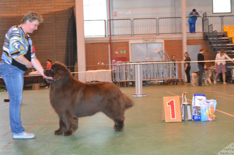 Фото: ньюфаундленд Ньюфорт Воздушный Поцелуй (Njufort Vozdushny Potseluy)