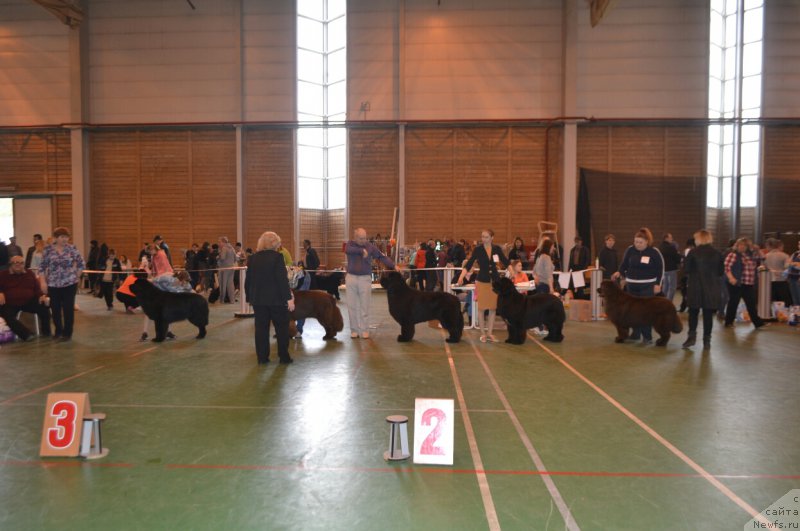 Фото: ньюфаундленд Акнолидж Акела (Aknolidzh Akela), ньюфаундленд Фанньюф Авалон (Funnewf Avalon), ньюфаундленд Назар Вятский Медведь (Nazar Vyatskiy Medved), ньюфаундленд Sandbears Franco, ньюфаундленд Ньюфорт Воздушный Поцелуй (Njufort Vozdushny Potseluy)