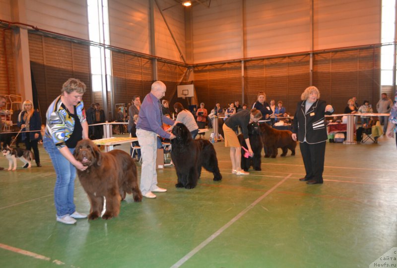 Фото: ньюфаундленд Фанньюф Авалон (Funnewf Avalon), ньюфаундленд Назар Вятский Медведь (Nazar Vyatskiy Medved), ньюфаундленд Sandbears Franco, ньюфаундленд Ньюфорт Воздушный Поцелуй (Njufort Vozdushny Potseluy)