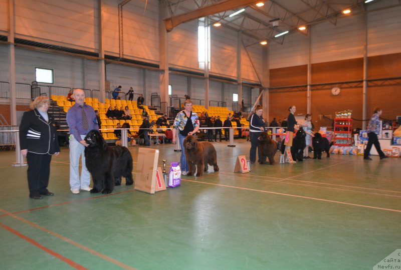 Фото: Елена Вотчал, ньюфаундленд Фанньюф Авалон (Funnewf Avalon), ньюфаундленд Ньюфорт Воздушный Поцелуй (Njufort Vozdushny Potseluy), ньюфаундленд Sandbears Franco, ньюфаундленд Акнолидж Акела (Aknolidzh Akela)