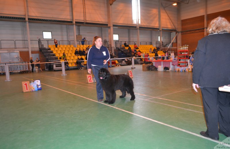 Фото: ньюфаундленд Ньюфорт Зимняя Сказка