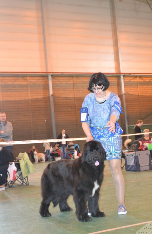 Фото: ньюфаундленд Черный Шарм Елена Прекрасная