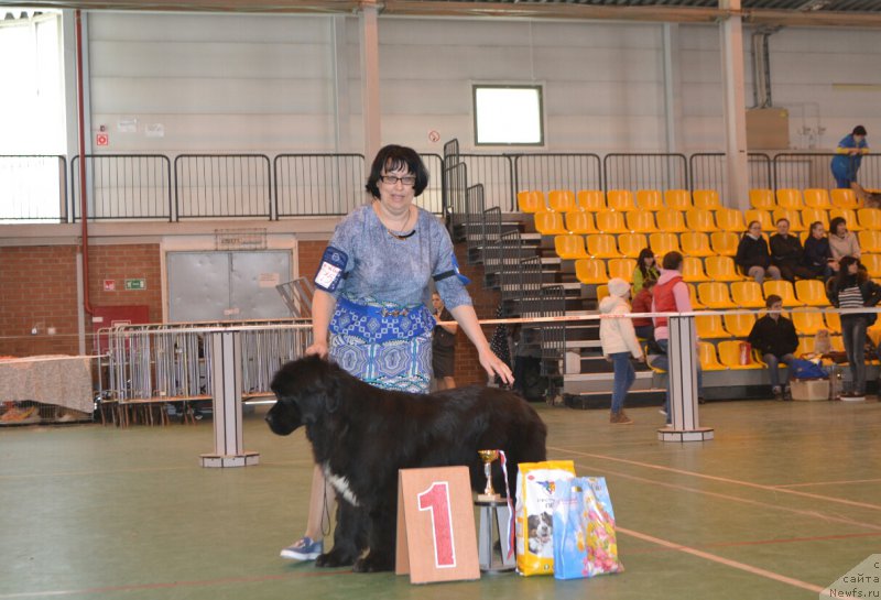 Фото: ньюфаундленд Черный Шарм Елена Прекрасная