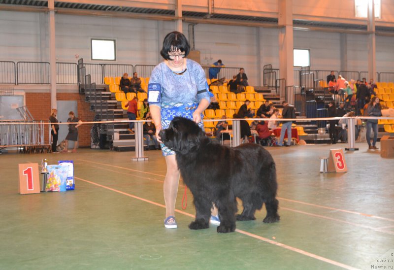Фото: ньюфаундленд Звездный Дар Афродита (Zvezdnij Dar Afrodita)