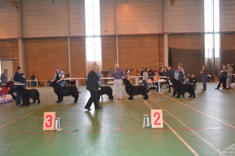 Фото: ньюфаундленд Ньюфорт Зимняя Сказка, ньюфаундленд Акватория Келвин Яуза (Aquatoriya Kelvin Yauza), ньюфаундленд Черный Шарм Елена Прекрасная, ньюфаундленд Многоликая Богиня Манифик (Mnogolikaya Boginya Manifik), ньюфаундленд Звездный Дар Афродита (Zvezdnij Dar Afrodita)